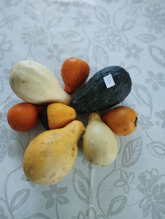 Dynie ozdobne DARY jesieni zestaw 7 sztuk