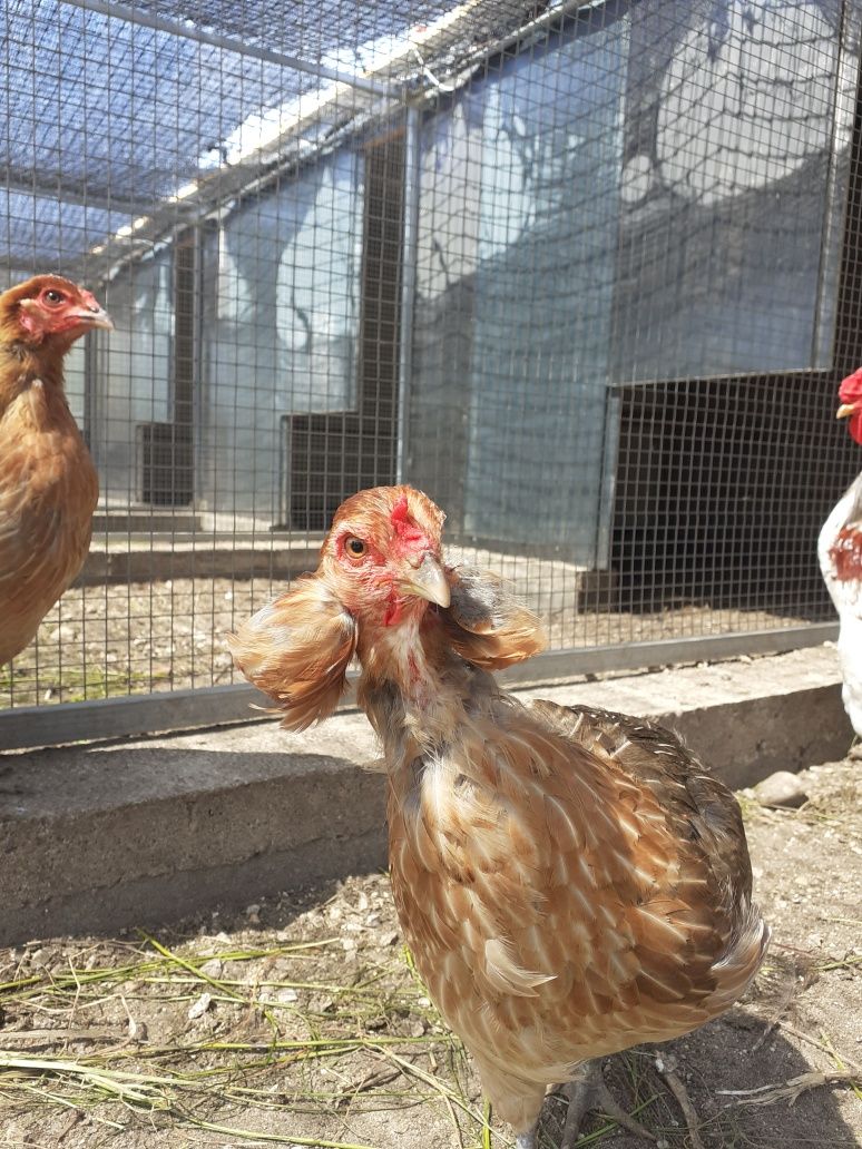 Araucanas ovos cor azul para incubação