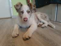 "Frodo" red merle niebieskie oczka