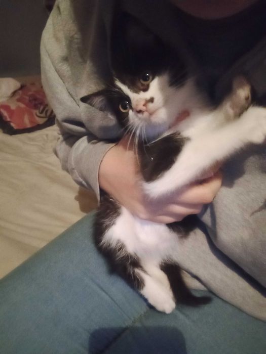 Kochany kotek szuka dobrego domu