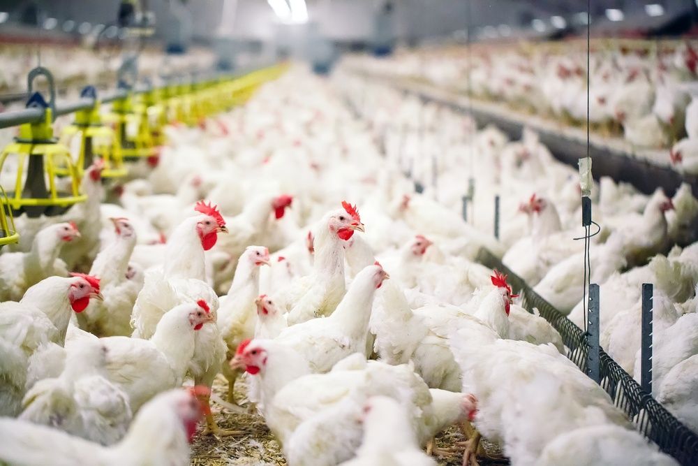Kury nioski Leghorn z jajkiem Kudowa Zdrój
