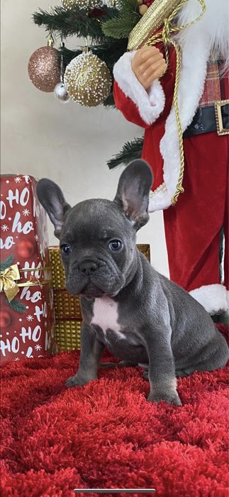 Щенки французского бульдога