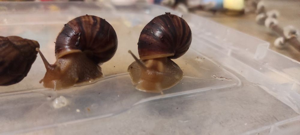 Улитки Ахатины Имакуляты