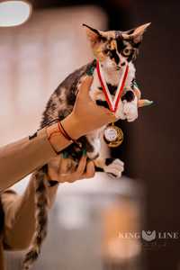 Wzorcowe koty rasy Devon Rex