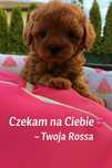 Pudel toy sunia -rodowód/paszport