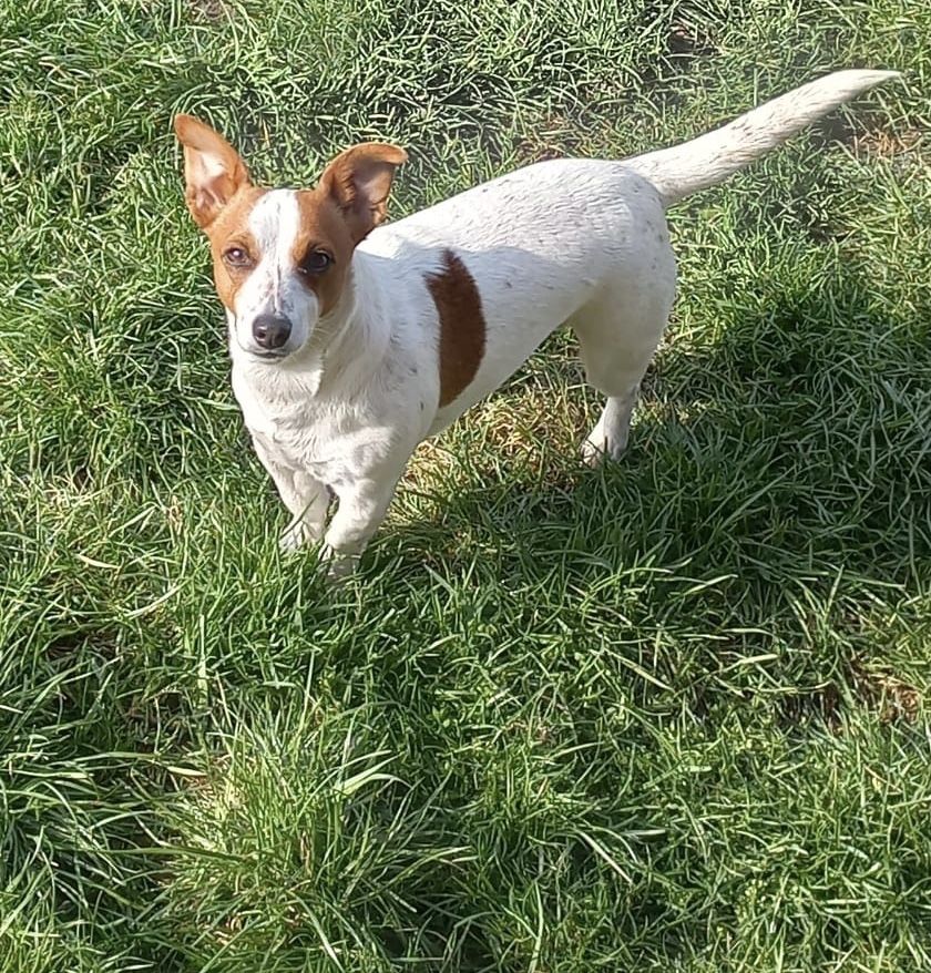 Jack Russell terrier szczeniak - suczka