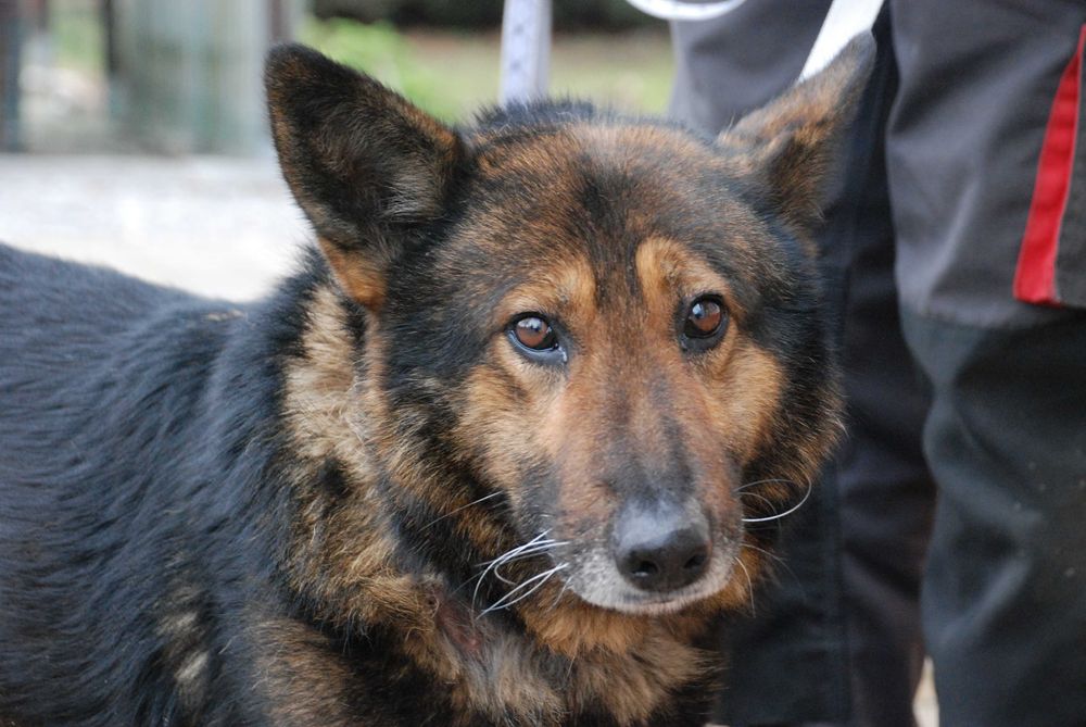 Behemot - piesek do adopcji