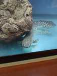 Polypterus ornatipinnis