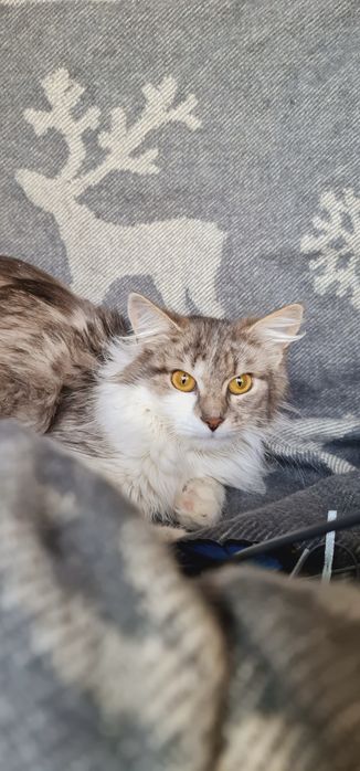 Тая в пошуку родини