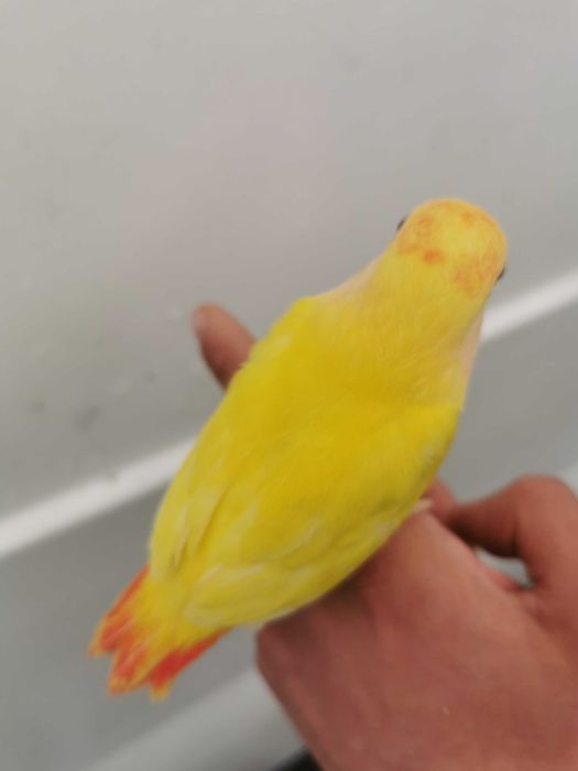 Roseicollis /Agraponis (Domésticados)