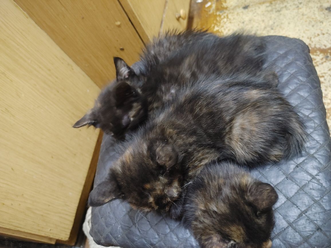 Котята, отдам в хорошие руки