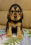 Piękny piesek Cocker Spaniel Angielski z rodowodem