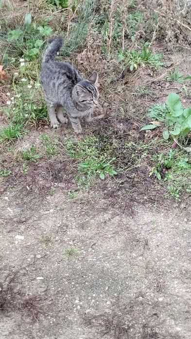 Mała kotka szuka nowego domu