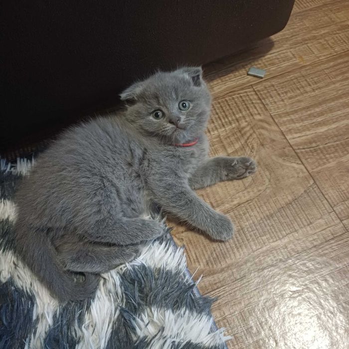 Шотландські котенята