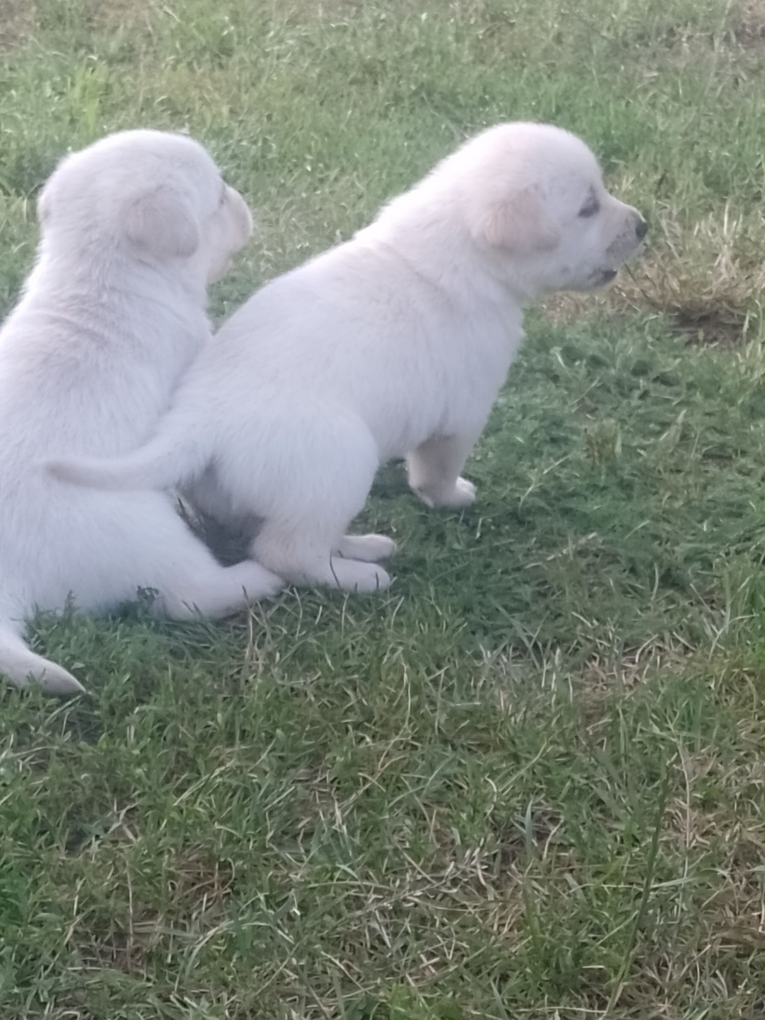 Labrador retriever biszkopty