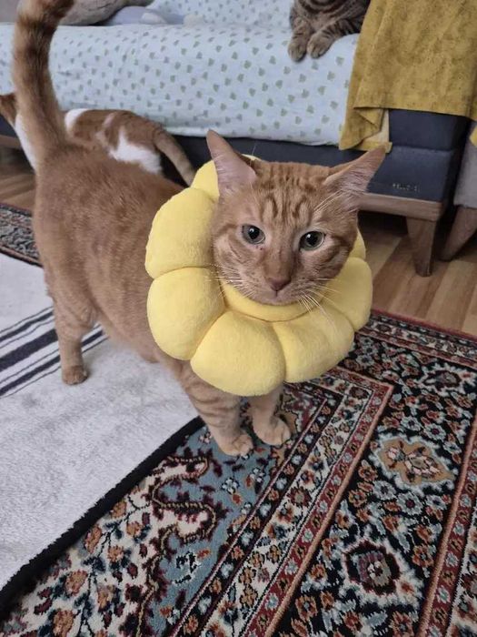 Nakładka na główkę dla kota