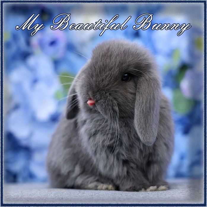 Młody Piękny Królik 100% Mini Lop - Niebieski