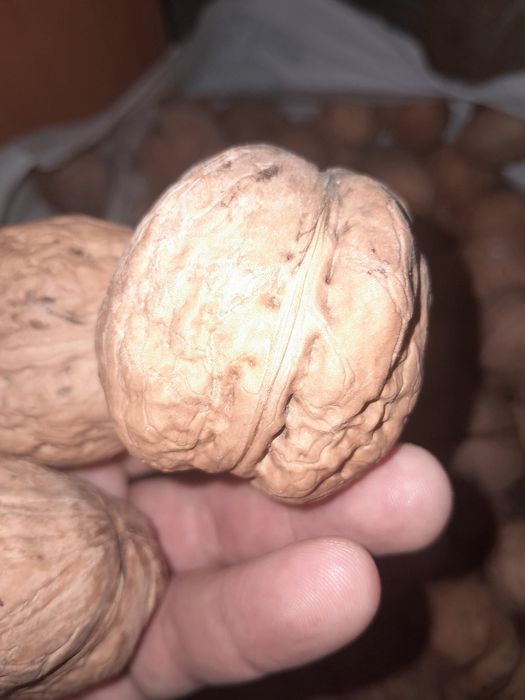 Продаётся грецкий орех