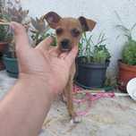 Cachorros travessos de pinscher para adoção
