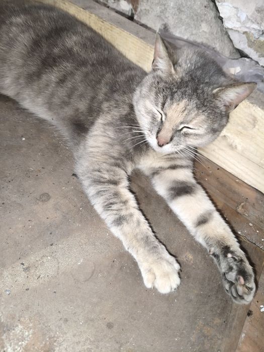 Знайшли кішку в районі ринку ХМІЛЬНИКИ