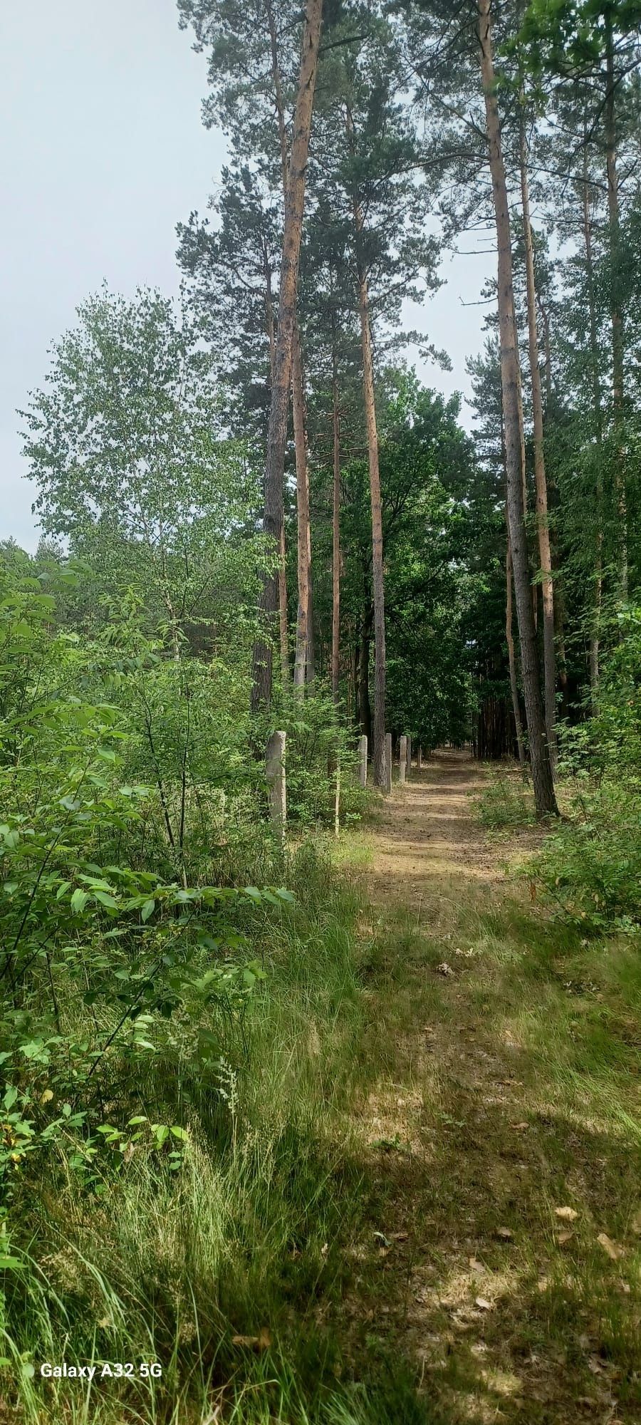 Działka rekreacyjna las 110a