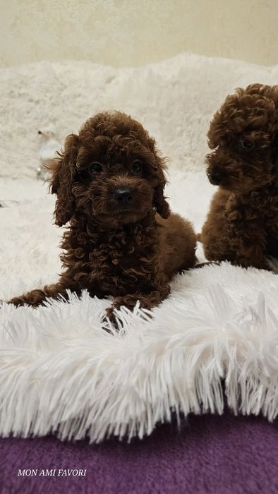 Ляльковий той пудель , без браку, від китайських батьків