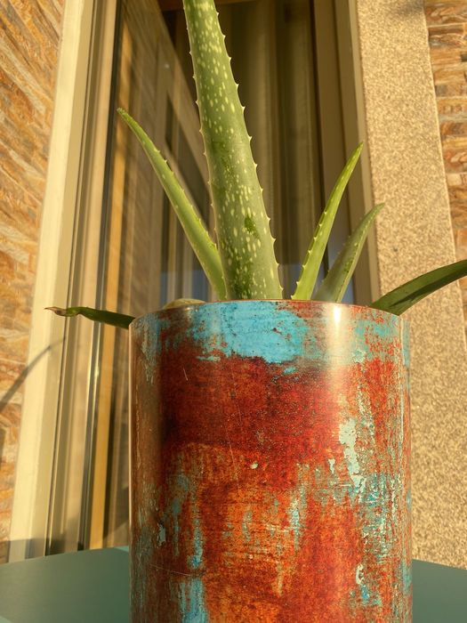 Aloé Vera Medicinal