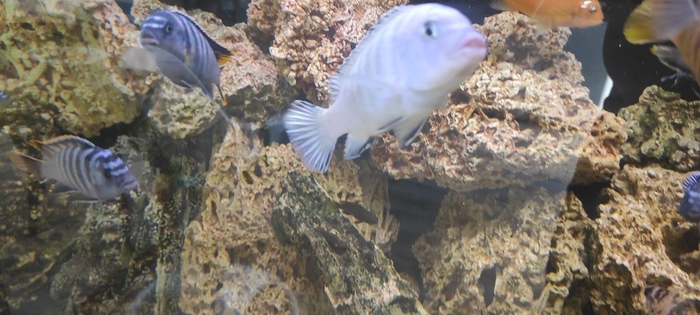 Rybki akwariowe Pyszczak socolofi młode