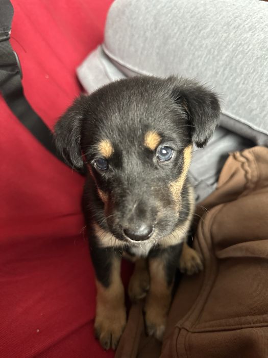 Cão filhote porte pequeno (adoção)