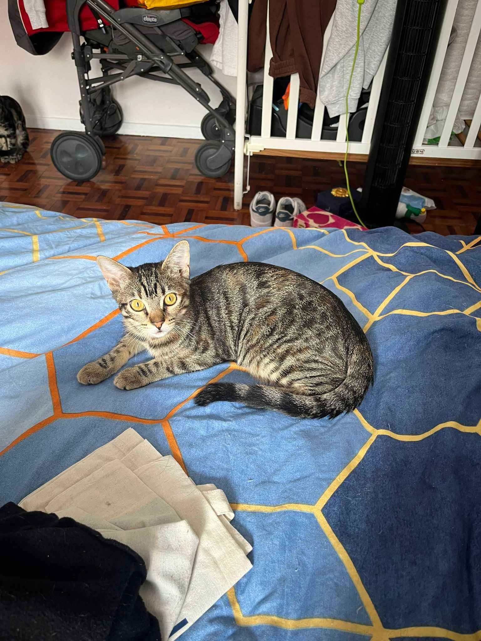 Gatinha bebé para adoção consciente