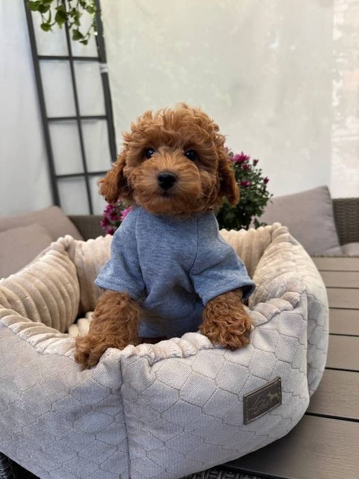 Малиш той пудель. ред браун