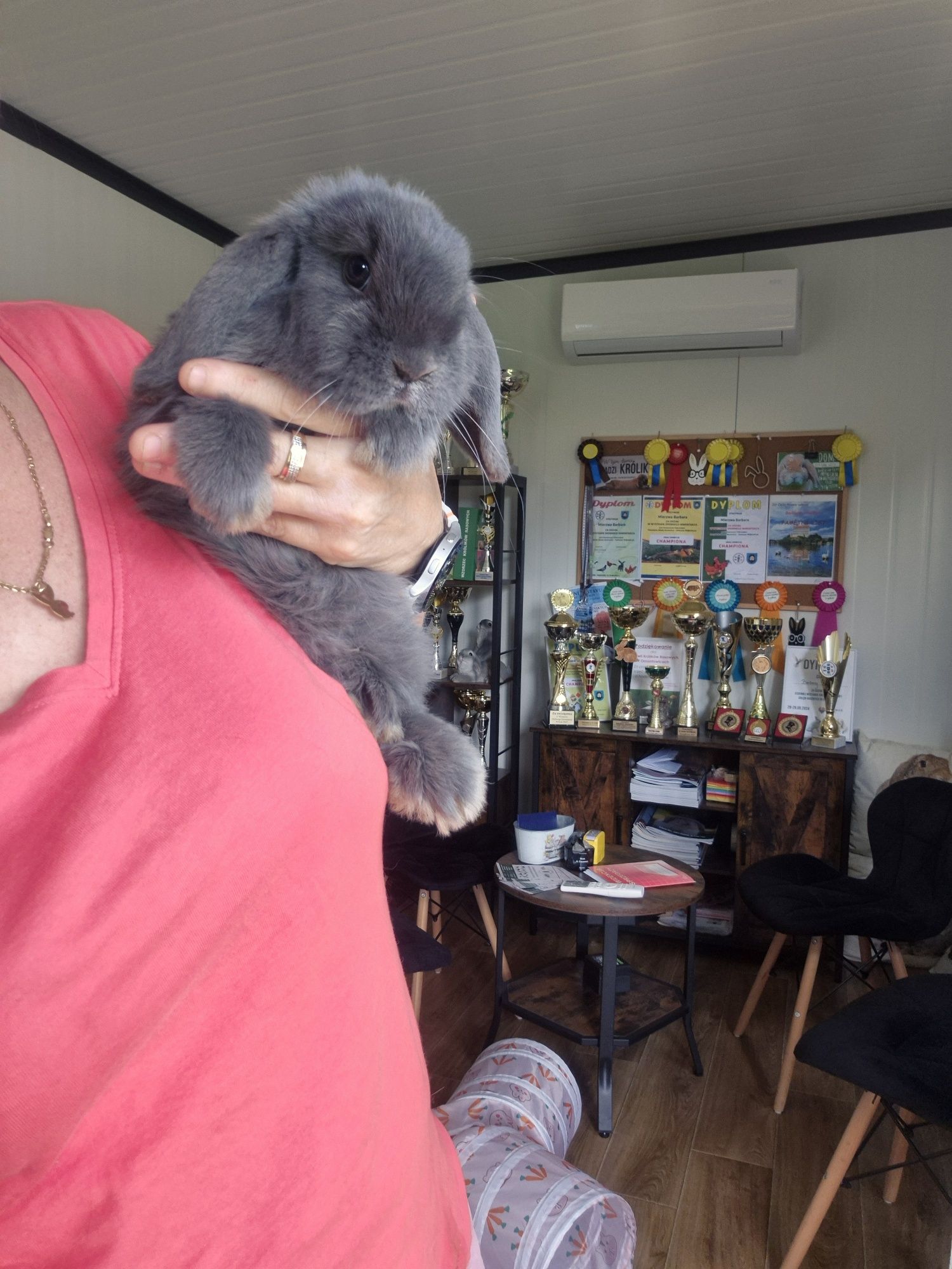 Króliczki Mini Lop Rasowe