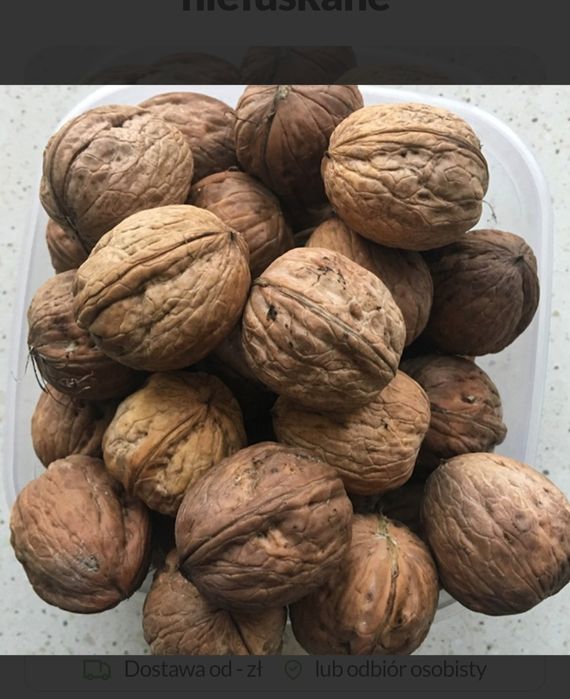 Orzechy włoskie w łupinie