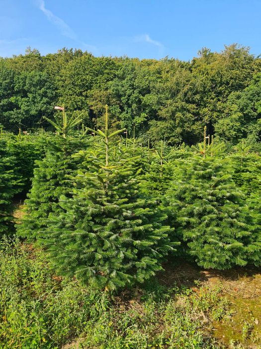 Jodła kaukaska Choinki świąteczne dostawa z Danii cała PL