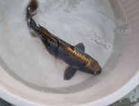 Carpa Koi - 35 cm