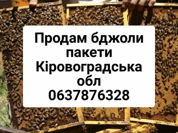 Продам бджоли (пчелопакеты)