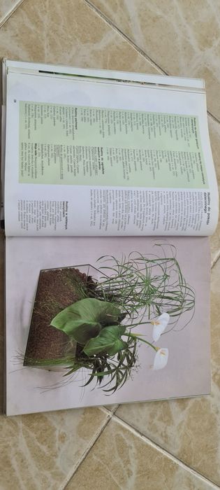 Rośliny doniczkowe Halina Heitz