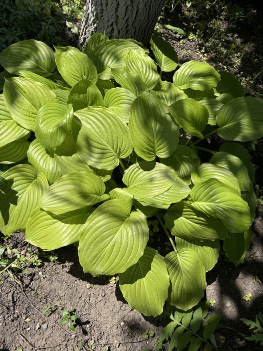 Багаторічні рослини хоста, орегано, яглиця варієгатна, очитки