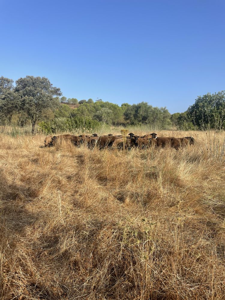 Ovelhas Merino Preto puras