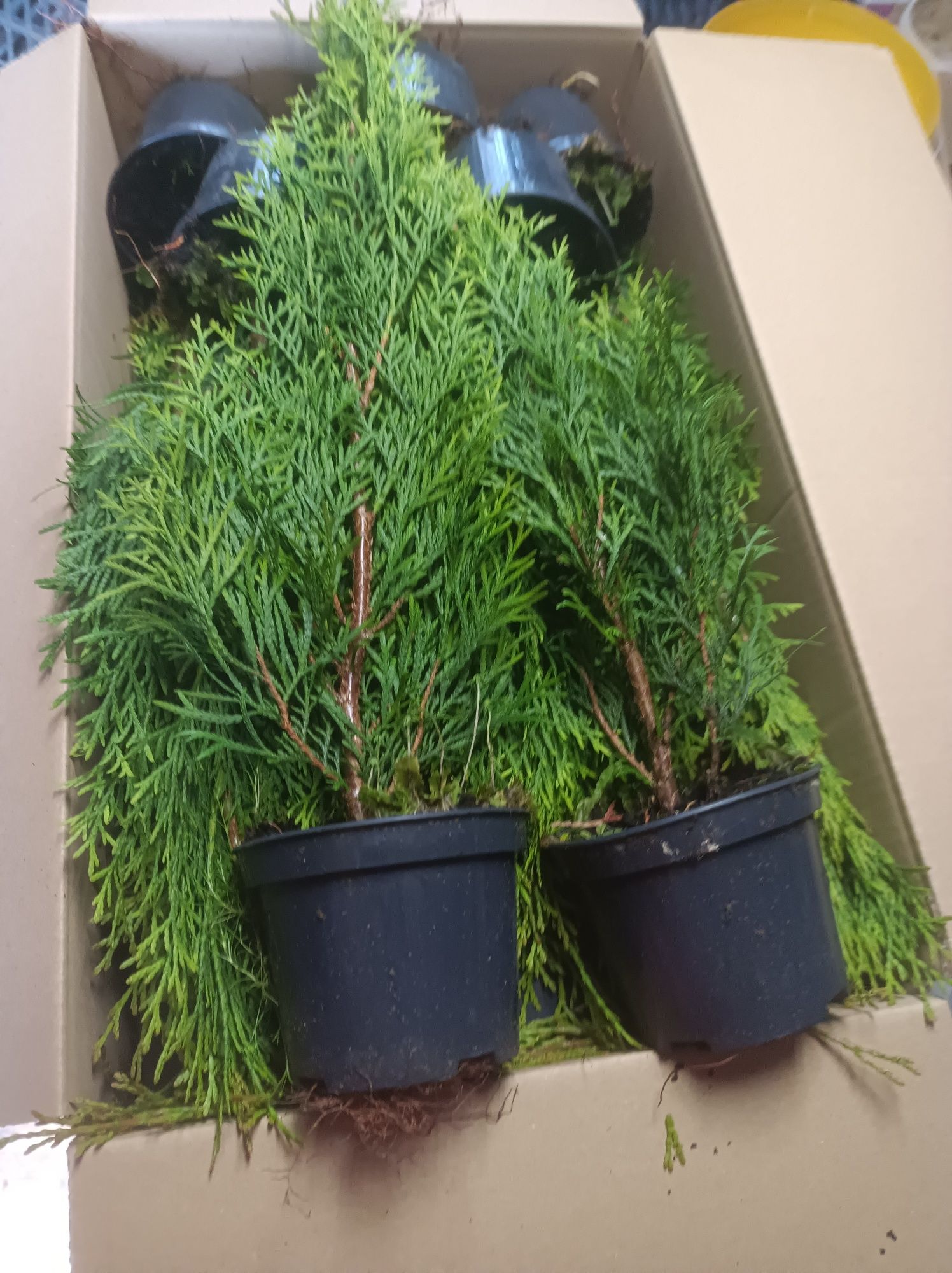 Thuja szmaragd smaragd
