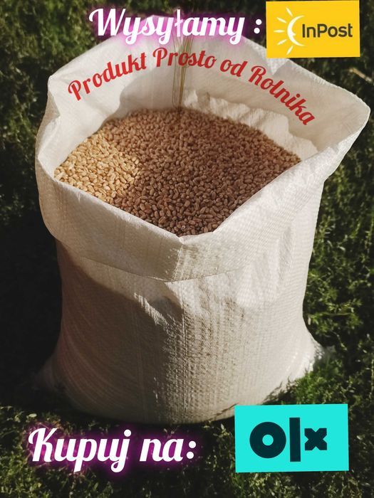 Pszenica opakowanie 25kg wysyłamy Inpost