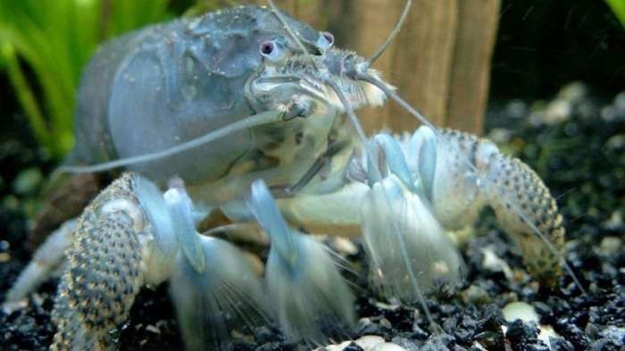 ATYA  gabonensis