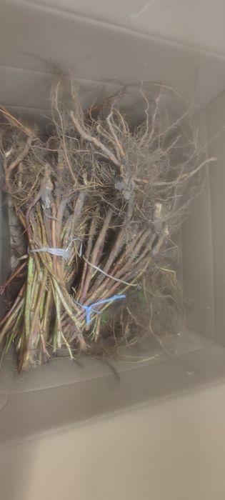 Продам саджанці малини