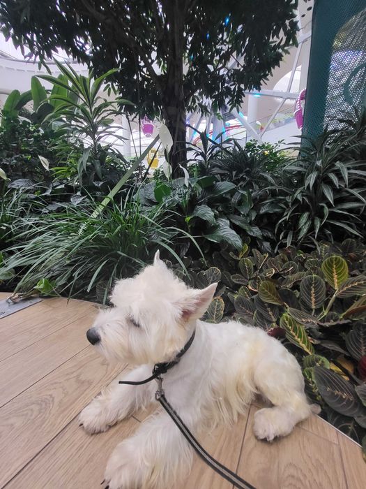 Унікальна пропозиція-цуценя Вест Хайленд Уайт Тер'єр, для виїзду