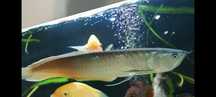 Arowana duza ok 40cm