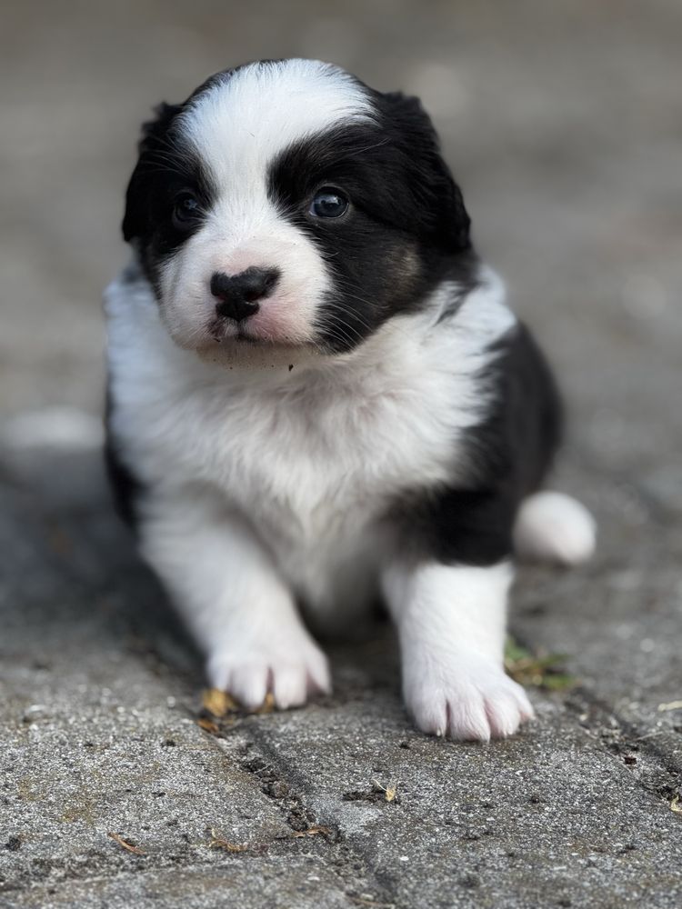 Amerykański owczarek miniaturowy- MAS - Mini Aussie- suczka FCI