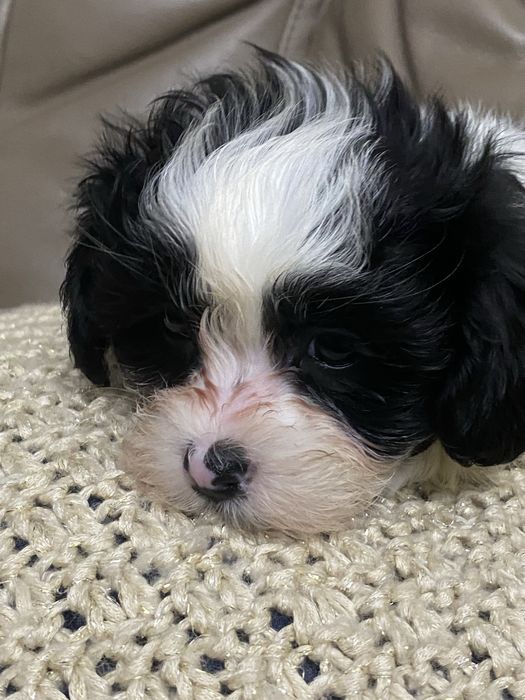 Hawańczyk sliczny piesek