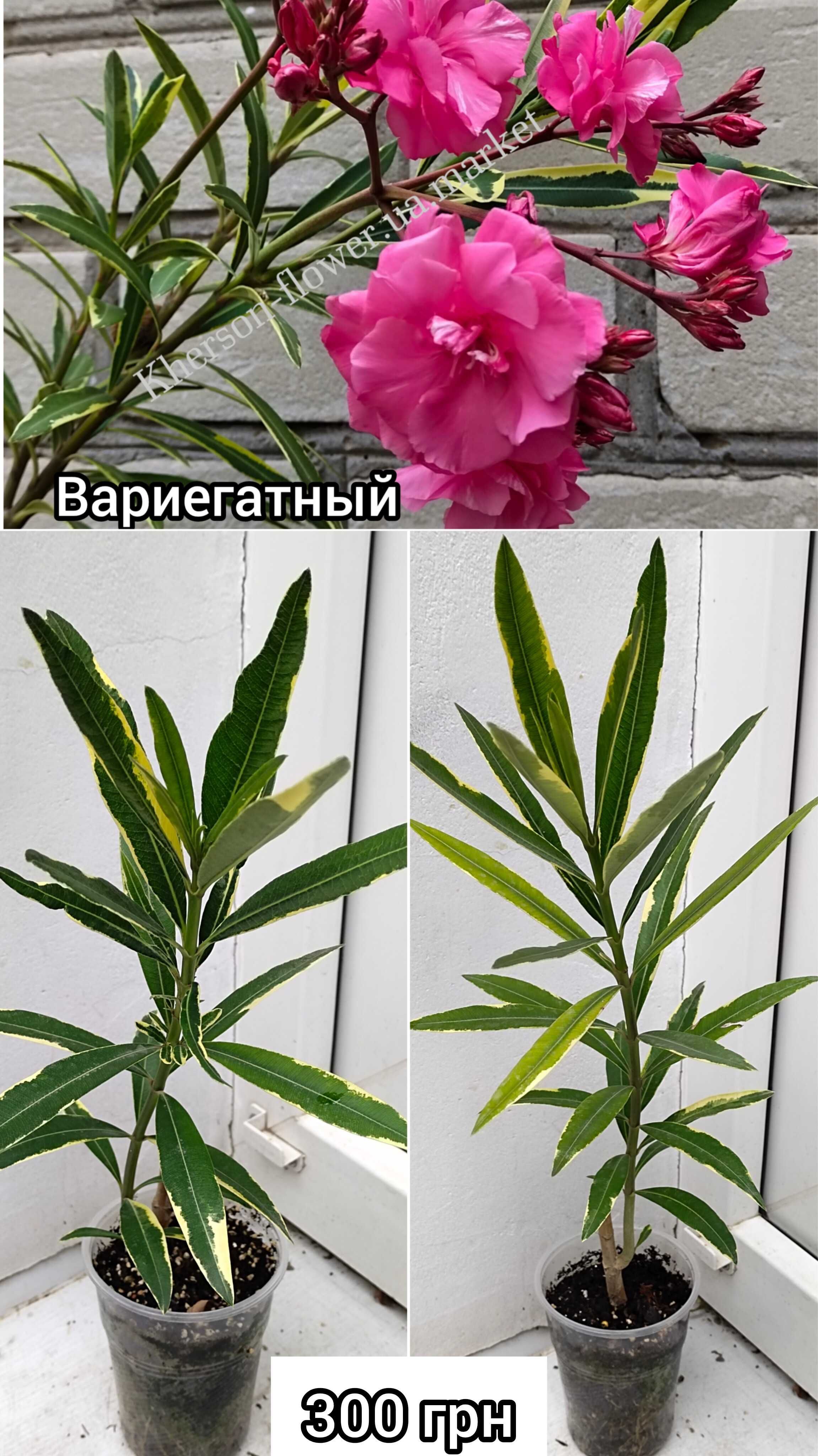 Олеандр сніжно-білий махровий рясноквітучий запашний