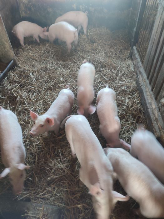 Sprzedam prosięta 12 sztuk