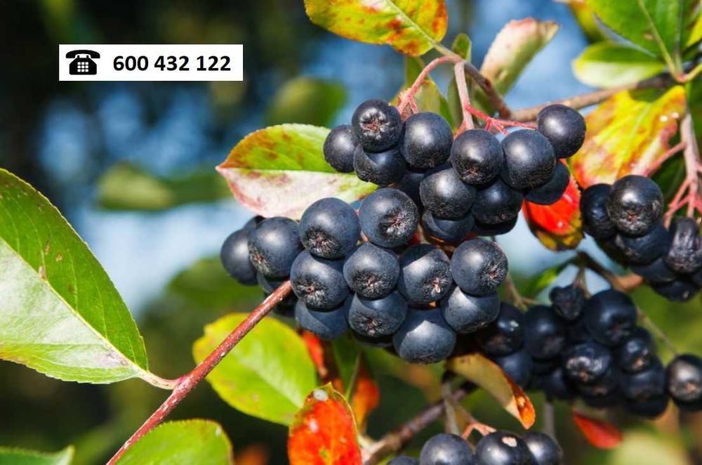 Aronia ekologiczna sprzedam